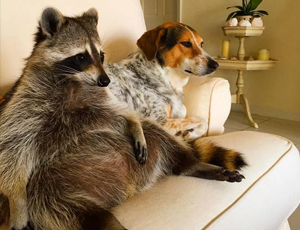 攻击网站服务器