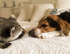 自动发货快速的ddos在线网页端