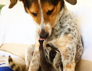 攻击网站服务器